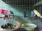 Healthy happy budgerigar