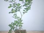 Healthy Lemon Tree