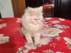 Healthy Persian Cat For Sale” Female