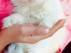 Healthy Playful Kitten Sell বাসায় পালিত
