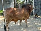 Healthy Qurbani Cow for sell LW-500 KG