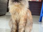 Healthy Traditional Persian Female Cat For Sale – 1 Year 3 Months
