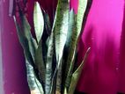 heathy snake plants