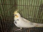 heavy dot pied pastel face male cockatiel