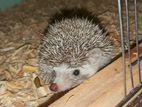 Hedgehog adult pair