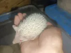 Hedgehog And Hamster Available