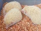 Hedgehog বামন সজারু