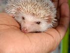 Hedgehog Baby