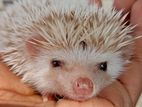 Hedgehog