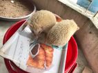 Hedgehog