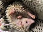 Hedgehog