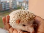 HEDGEHOG