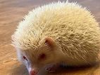 Hedgehog হেজহগ