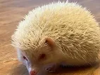 Hedgehog হেজহগ