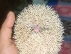 Hedgehog Semi Adult - হেজহগ সেমি এডাল্ট