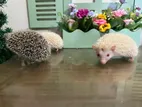 Hedghog