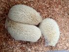 হেজহগ Hedgehog বিক্রি হবে