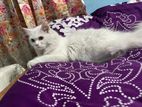 Persian female cat