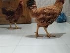 hen for sell