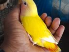 হেন্ডফিডিং সাইজ লাভবার্ড