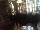 Hf- ২ দাতের গাভী বিক্রি হবে।