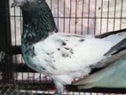 high blood line ar pigeon