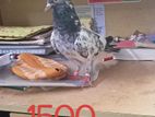 High Flyer Kabootar