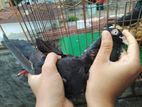 High Flyer Pigeon For Sale