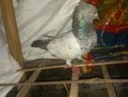 high flying pigeon for sell