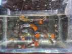 High Mixed Guppy