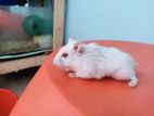 High molted and albino hamster for sell