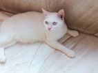 high quality adult blue eyes Persian mixed