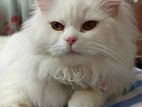 High Quality Adult Traditional Persian