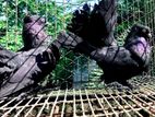 High Quality Black Fantail ( Adult pair)