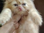 High Quality Blue Eyes Male Kitten