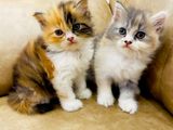 High Quality Calico Pure Persian Female Cat