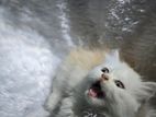 Persian cat for sell