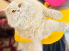 high quality female peraian cat