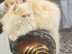 High quality female Persian cat