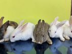 High Quality Giant breed Rabbits সেল করা হবে 5ps