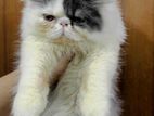 High Quality Male Cat