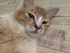 High Quality Male Mixed Breed