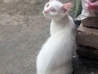 High quality mix breed cat
