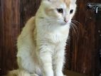 High quality mix breed cat ginger
