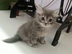 High Quality Mix Breed Cat Male+female