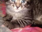 high quality mix breed female kitten