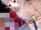 high quality mix breed female kitten