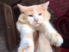 High Quality Mix Breed Fershian Cat Sell