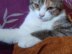 High Quality Mix Breed