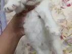 High Quality Mix Breed cat